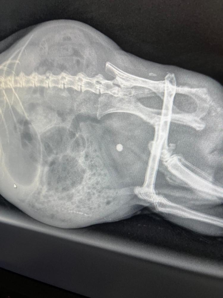 Xrays showing the problem