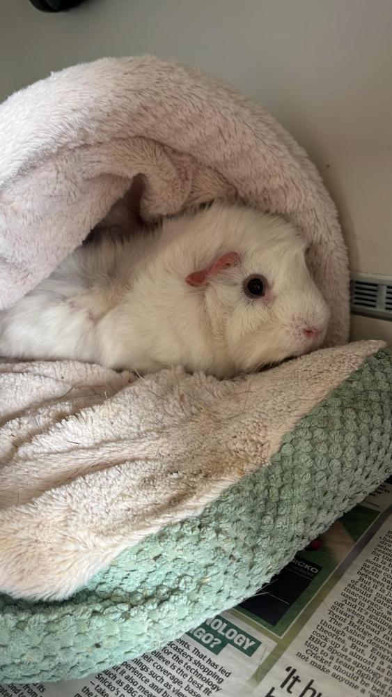 Buzz post op