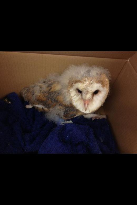 Baby barn owl came in to have his dressing changed