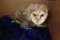 Baby barn owl came in to have his dressing changed