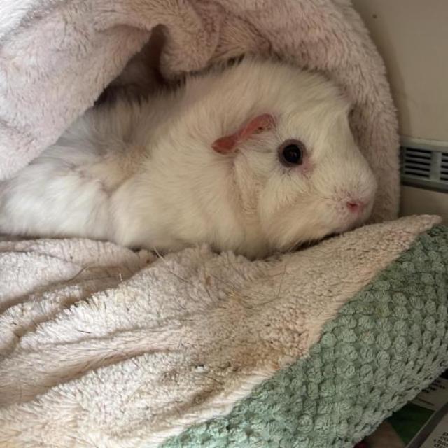 Buzz post op